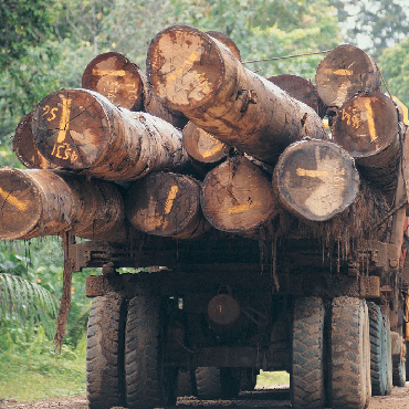 Forestry and Environmental Internships